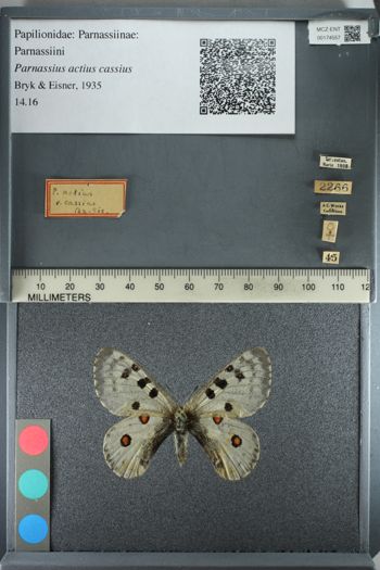 Media type: image;   Entomology 174557
